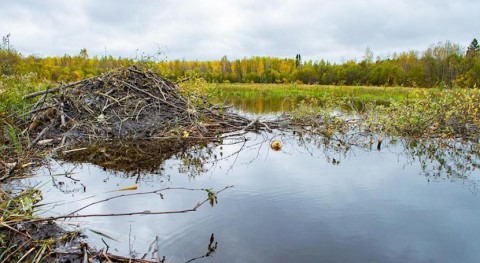 Beavers support freshwater conservation and ecosystem stability