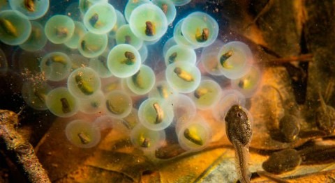 The Moore Foundation invests $140 million to explore aquatic symbioses