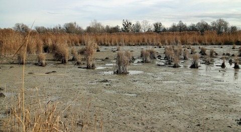 Study explores how marsh sediment shapes and impacts river deltas