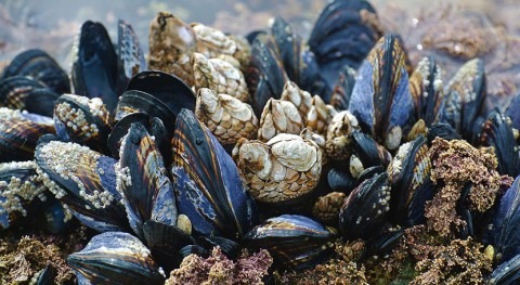 Mussel-inspired membrane can boost sustainability and add value to industrial wastewater treatment