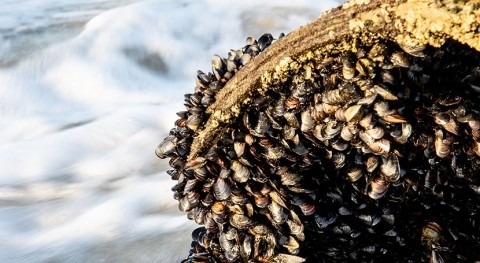 New material inspired by mussels can clean pollutants from water