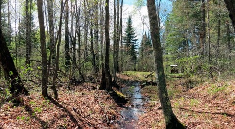 Nitrogen pollution's path to streams weaves through more forests than suspected