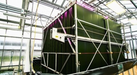 Study illuminates more efficient phosphorus-consuming algae for wastewater treatment