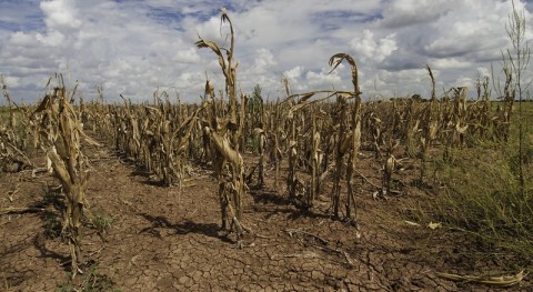 Water scarcity predicted to worsen in more than 80% of croplands globally this century