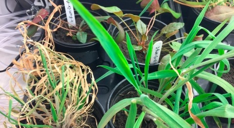 Plants under drought stress change their microbes through their roots