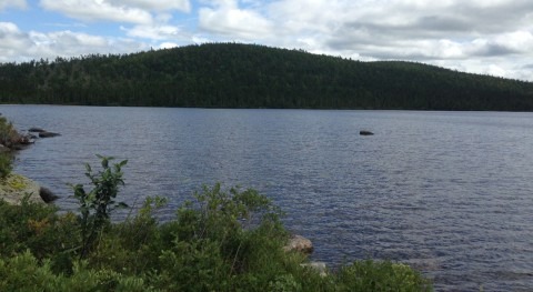 New study shows legacy of DDT in lake ecosystems