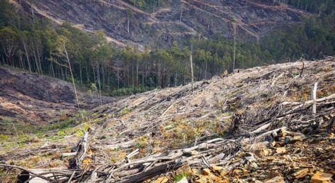 Researchers allege native logging breaches that threaten the water we drink