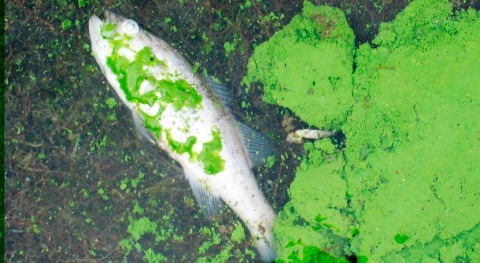 Researchers study harmful algal blooms in New York