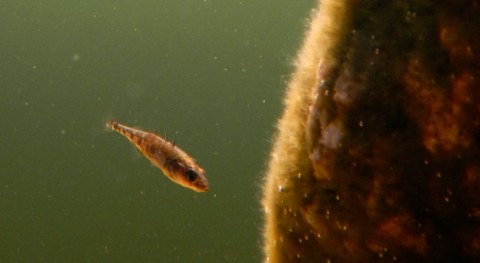 How one gene in tiny fish may alter an aquatic ecosystem