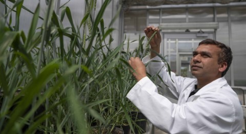 Scientists find new way to develop drought-resilient crops