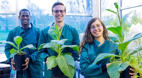 Third breakthrough demonstrates photosynthetic hacks can boost yield, conserve water