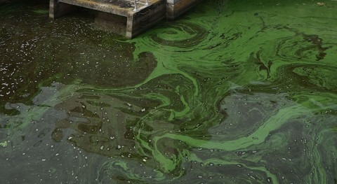 Toxic algae blooms: Study assesses potential health hazards to humans