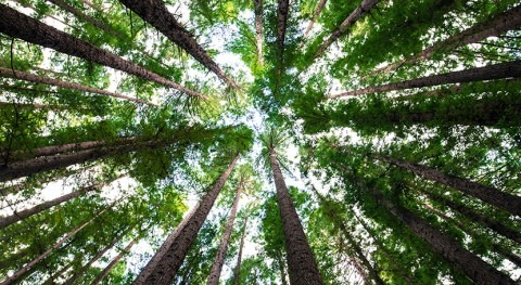 Forest trees find new watery 'sweet spot' when carbon dioxide levels are high, shows study