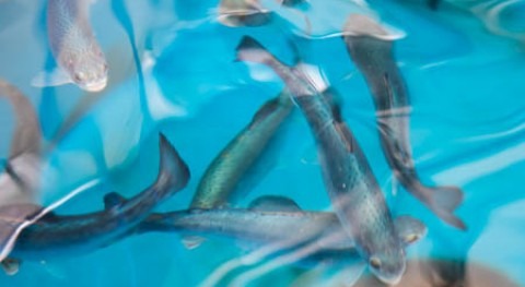 New research on aquaculture feed will test alternative ingredients to minimize water pollution
