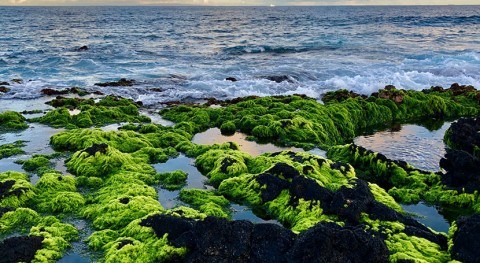Pristine groundwater seeps support native algae on Hawai‘i’s coasts
