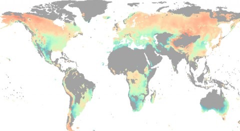 Water, not temperature limits global forest growth as climate warms