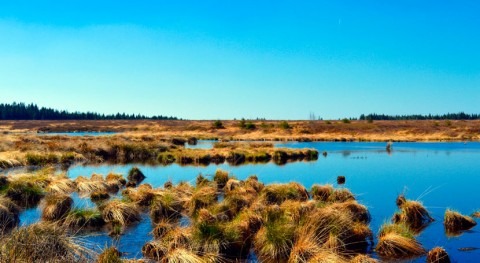 Financial incentives could spur cities and land owners to protect wetlands