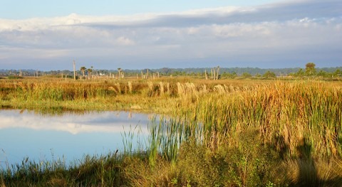 Threatened urban wetlands play crucial role in biodiversity and sustainability, says study