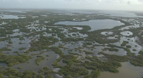 Protecting mangroves can prevent billions of dollars in global flooding damage every year