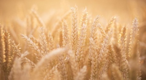 Scientists develop climate-ready wheat that can survive drought conditions