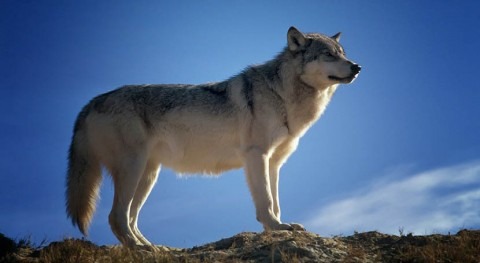 How wolf personalities can alter wetlands