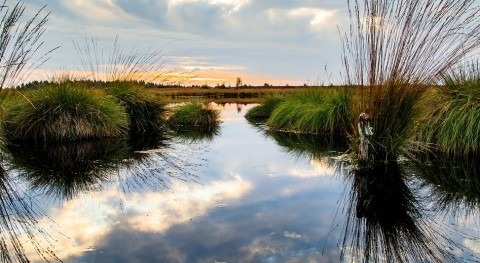 Harness the power of wetlands to tackle climate change - World Wetlands Day