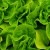 Wastewater is viable medium for growing lettuce in hydroponic systems, study shows