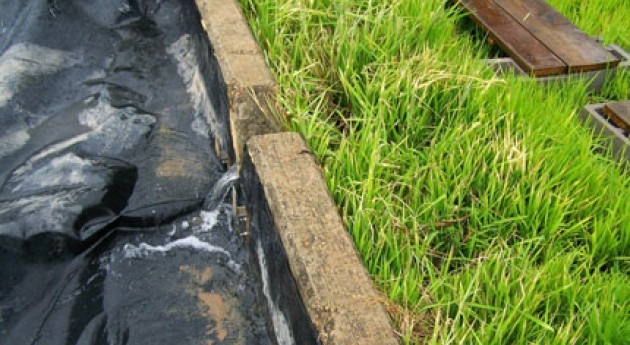 Rice could be used to clean runoff water