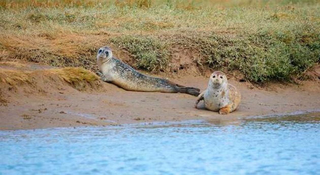 River Thames comes to life with the birth of 138 seals
