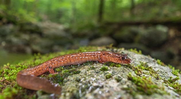 Climate change water variability hurts salamander populations