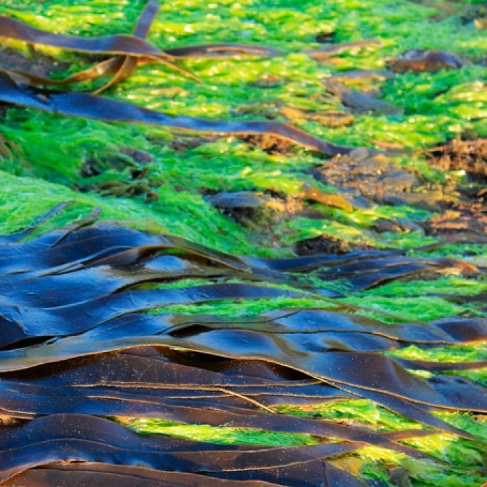 Researchers have discovered that blue-green algae can produce oil