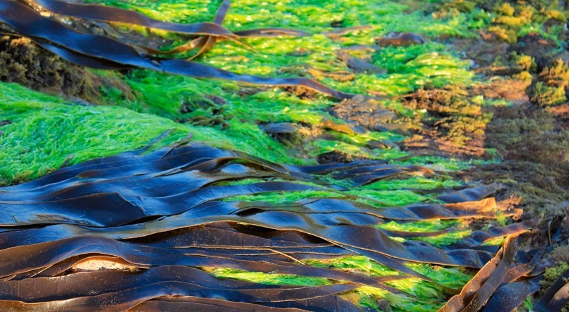 Study: Blue-green algae produce oil