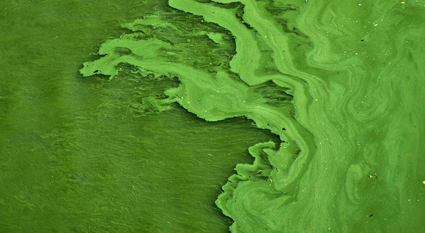Earlier algae blooms, lingering toxins: Invasive species change lake’s microbial community