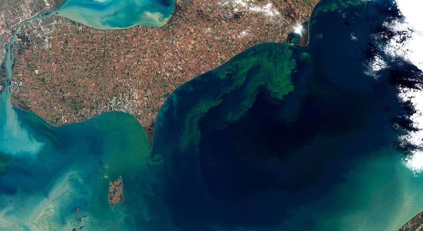 Expert discusses the harms of algal blooms
