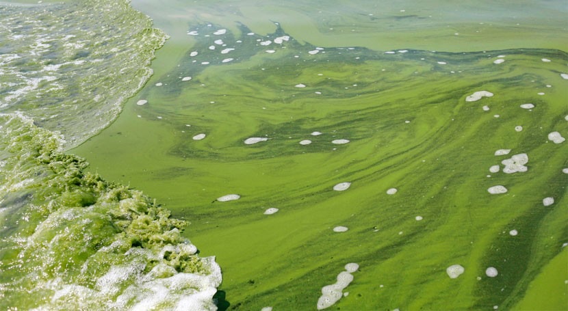 Building better weapon against harmful algal blooms