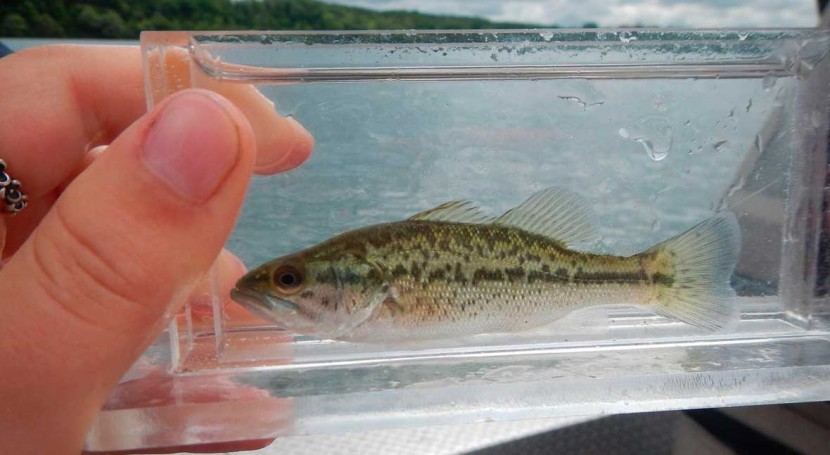 Niagara Falls acts as barrier for fish species