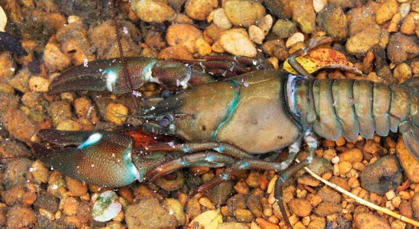 Crayfish and carp among invasive species pushing lakes towards ecosystem collapse