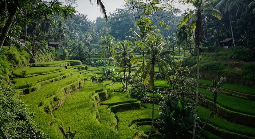 Bali’s rising water demand threatens UNESCO cultural landscape