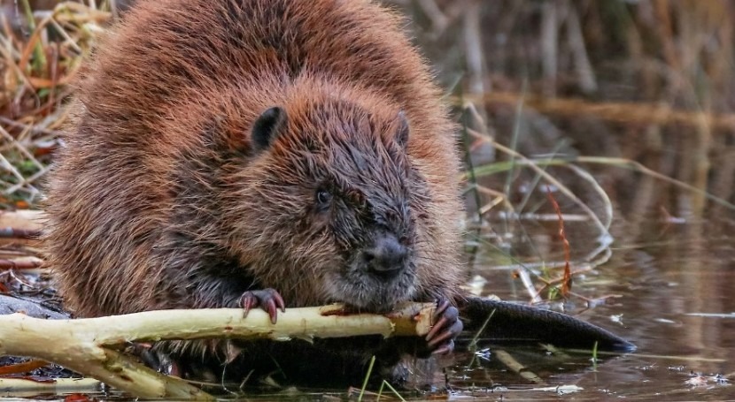 Beavers introduced to support water management