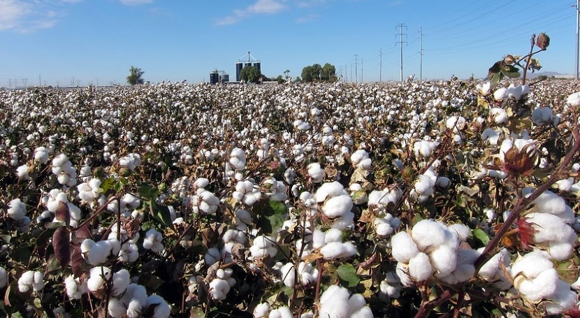 Farming cotton in water-scarce world