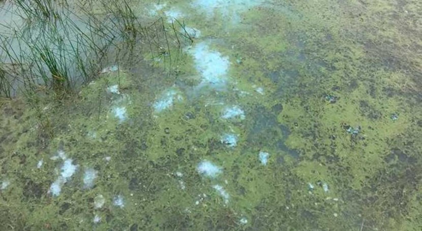 Scientists predict increase in harmful blue-green algae this year in the UK
