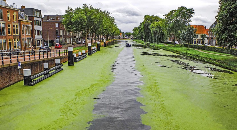 Extensive algal blooms in England’s lakes: here's why