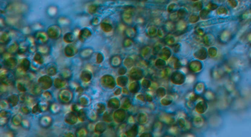 Study confirms micro-algae's cleaning ability in wastewater treatment