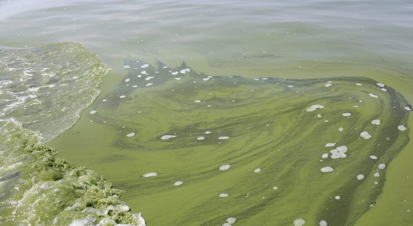 Climate change has made toxic algal blooms in Lake Erie more intense, scientists show
