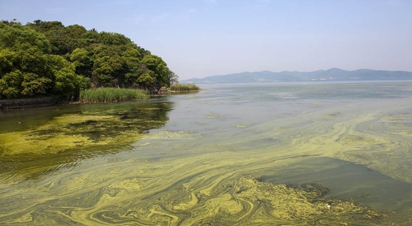 NOAA awards $18.9M for harmful algal bloom research, monitoring