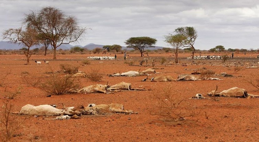 Scientists sound the alarm over drought in East Africa: what must happen next