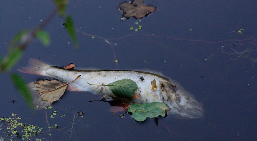 Fish die-offs linked to hotter summers