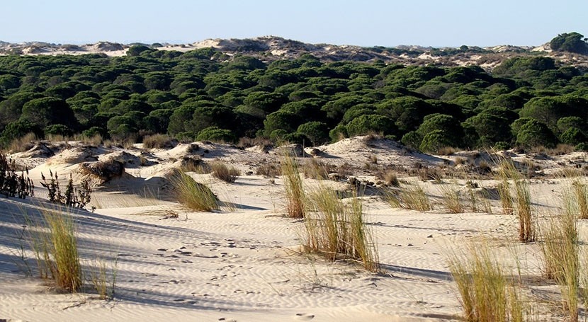 Drought and overexploitation of aquifers dry up Spain's Doñana National Park completely