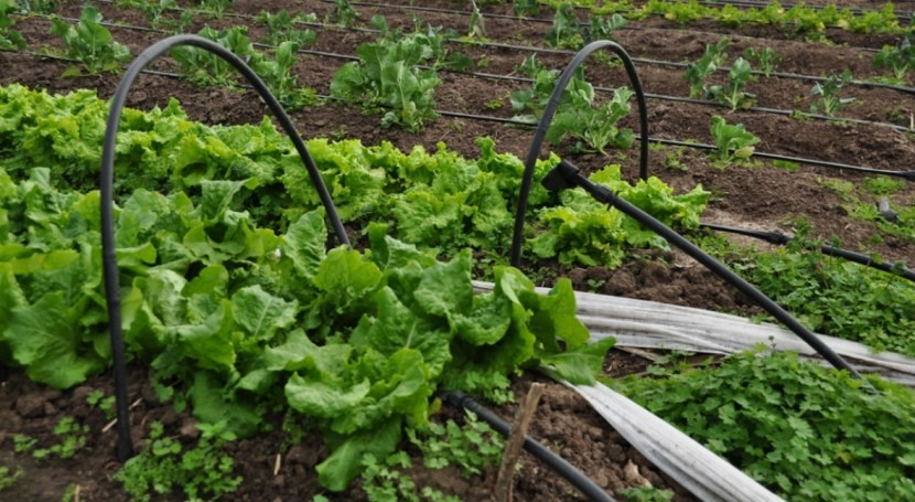 What is drip irrigation system?