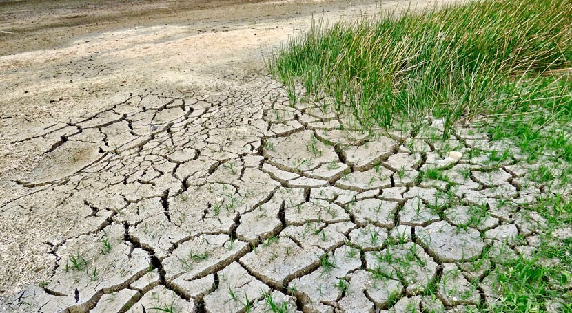 Restore land to save the planet, boost the economy, says head of body combating desertification